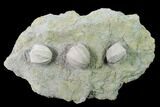 Multiple Large Blastoid (Pentremites) Plate - Illinois #135618-1